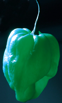lingas_pepper.png
