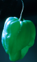 image:science:lingas_pepper.png